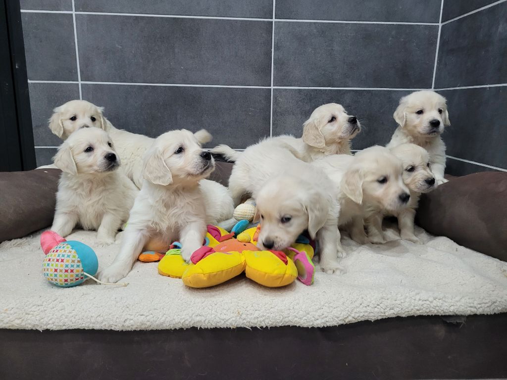 chiot Golden Retriever Bihan ki breizh