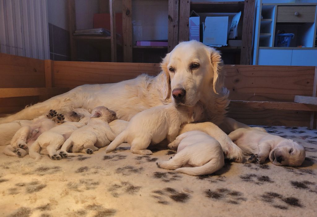 chiot Golden Retriever Bihan ki breizh