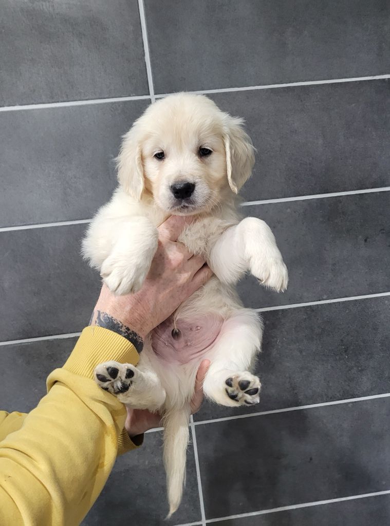 Bihan ki breizh - Chiot disponible  - Golden Retriever