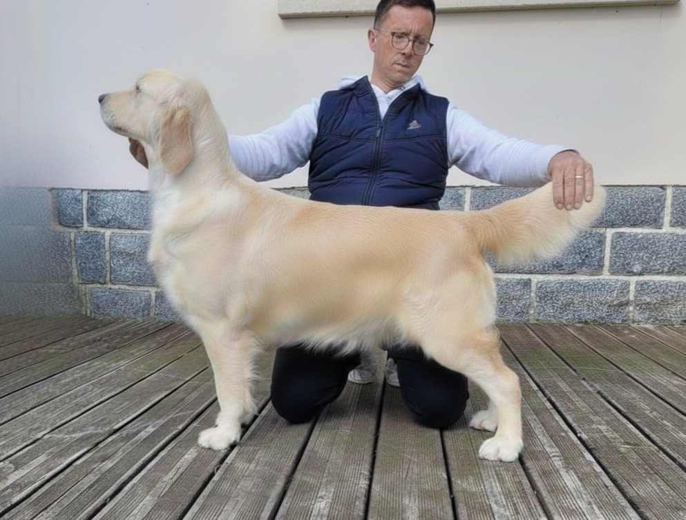 Vran velen de Bihan ki breizh