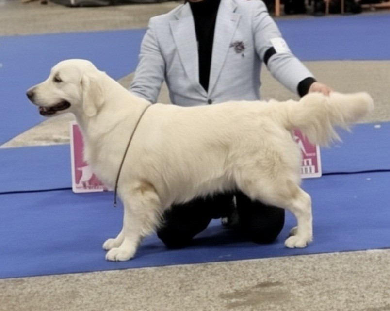 Adja bella de Bihan ki breizh