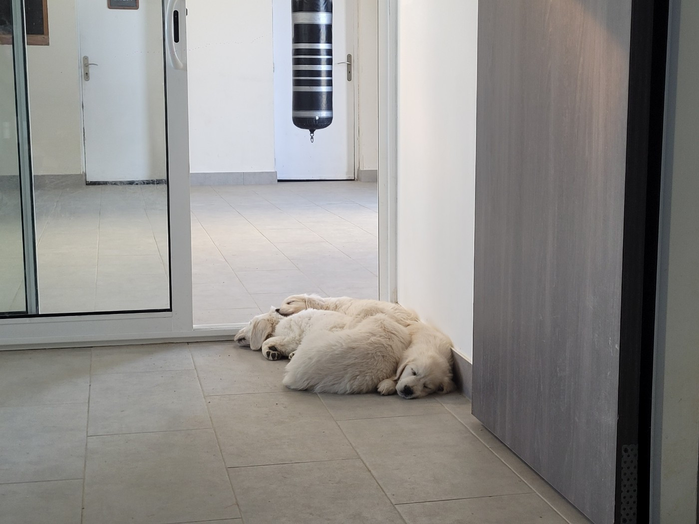 Disponible de suite...