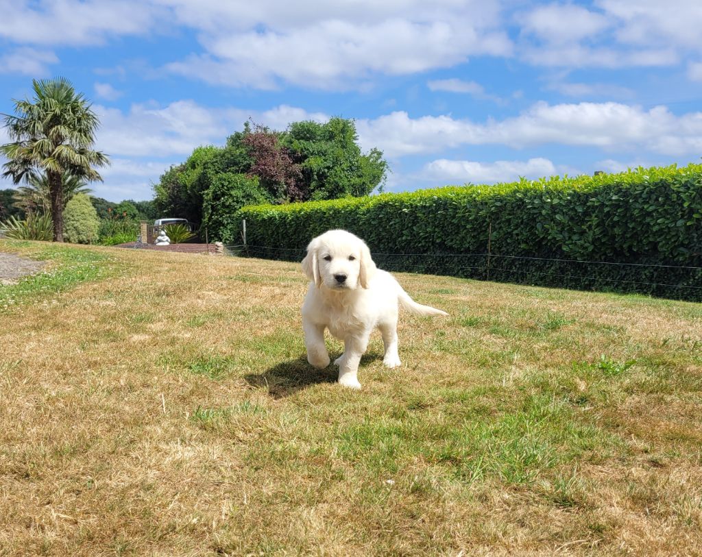 Bihan ki breizh - Chiots disponibles - Golden Retriever