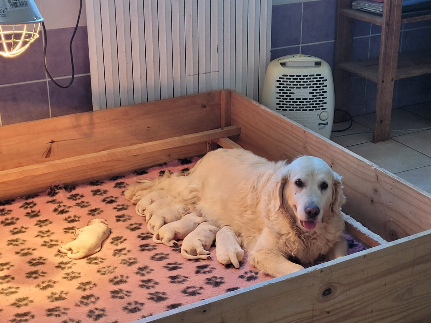 Chiot Golden Retriever Bihan ki breizh