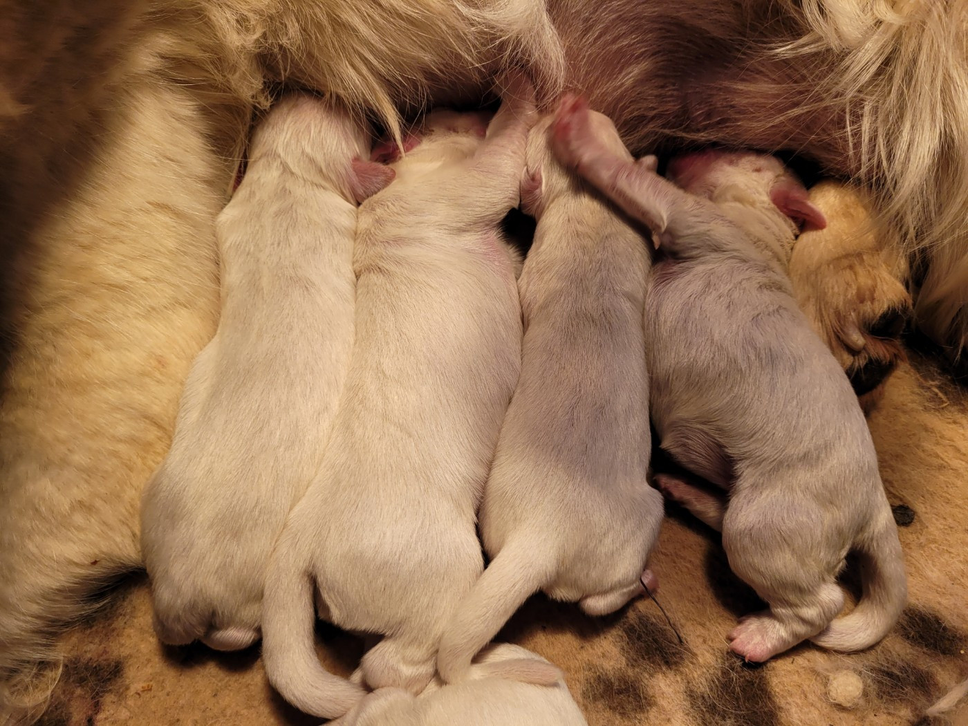 Bihan ki breizh - Chiots disponibles - Golden Retriever