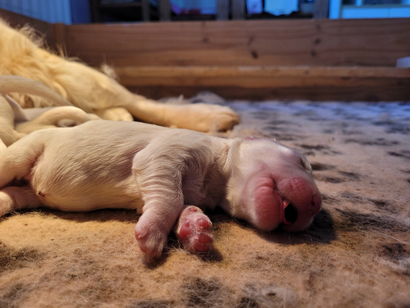 Bihan ki breizh - Chiots disponibles - Golden Retriever