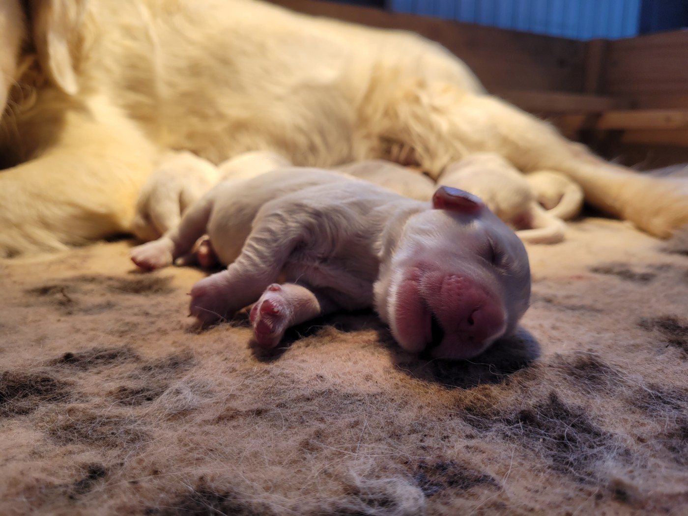 Bihan ki breizh - Chiots disponibles - Golden Retriever