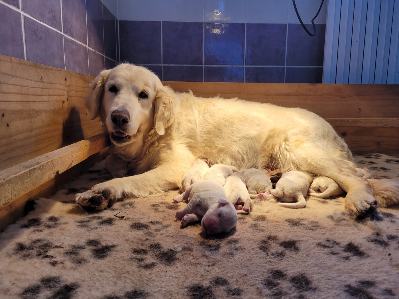 Chiot Golden Retriever Bihan ki breizh
