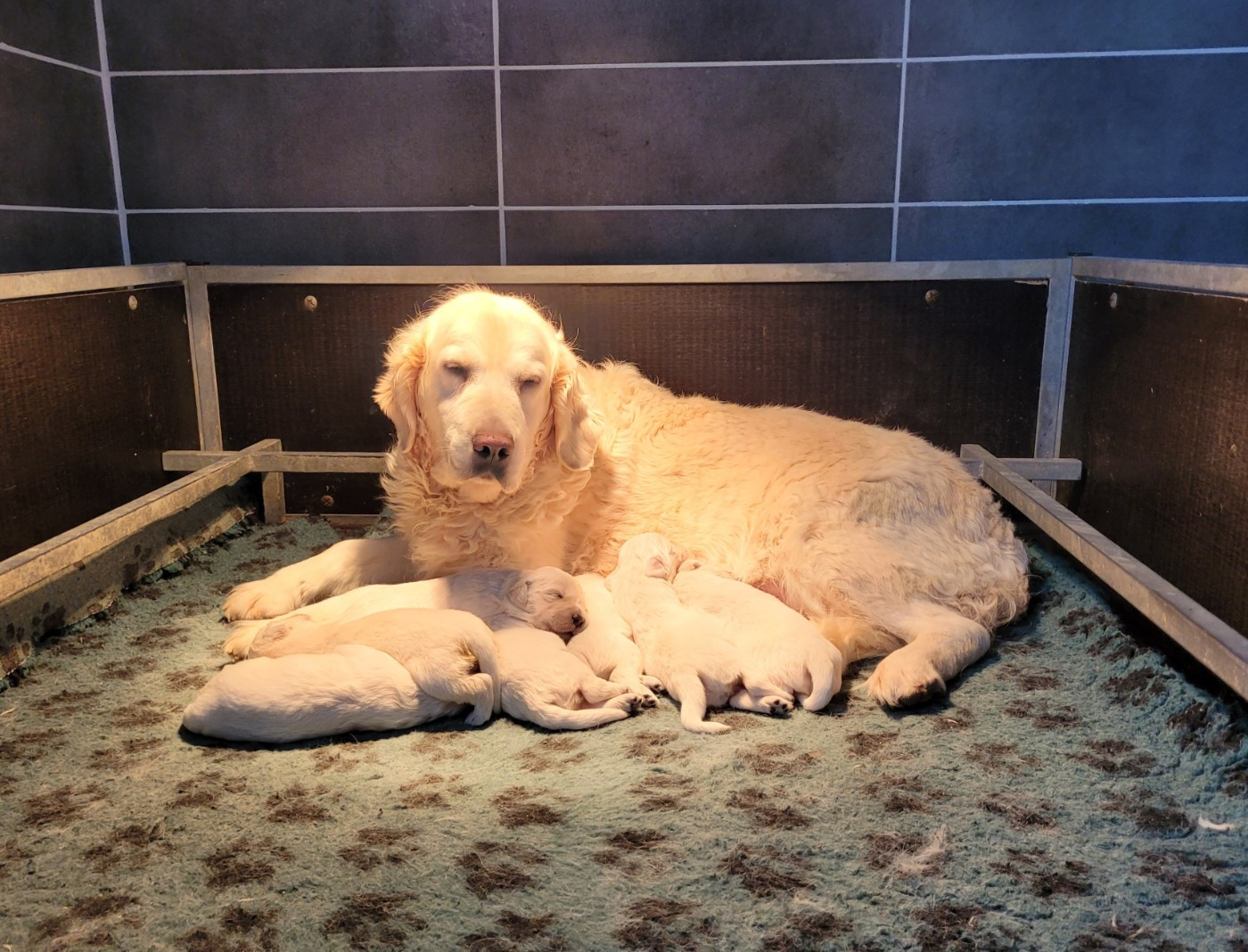 Bihan ki breizh - Golden Retriever - Portée née le 22/12/2025