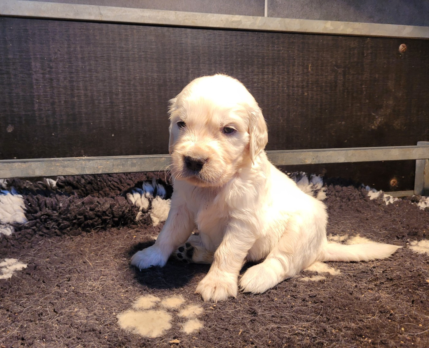 Bihan ki breizh - Chiots disponibles - Golden Retriever