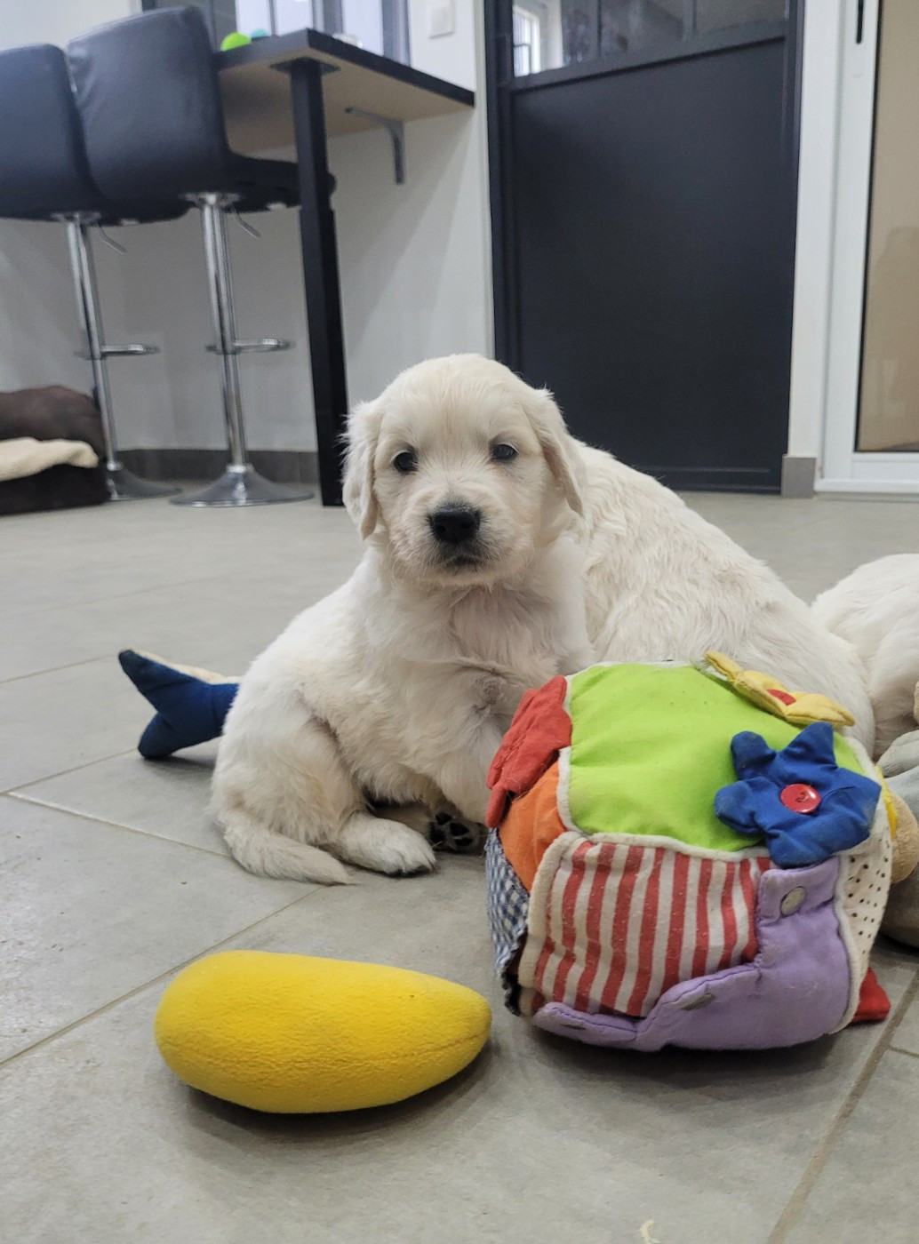 Bihan ki breizh - Chiots disponibles - Golden Retriever