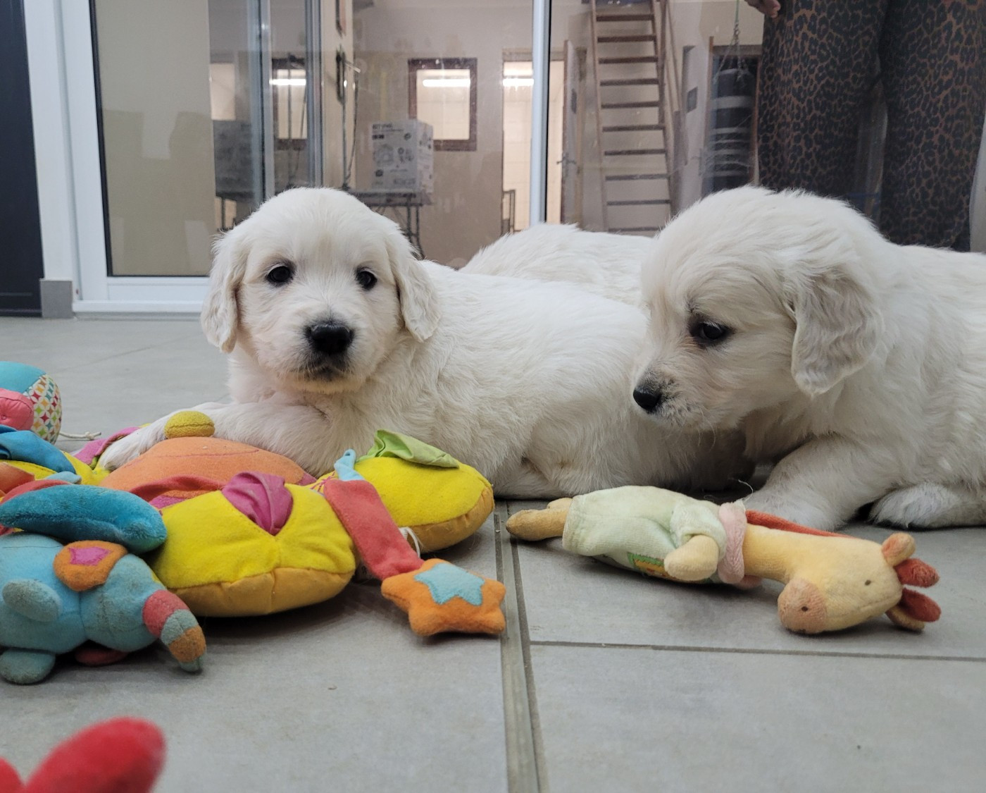 Bihan ki breizh - Chiots disponibles - Golden Retriever