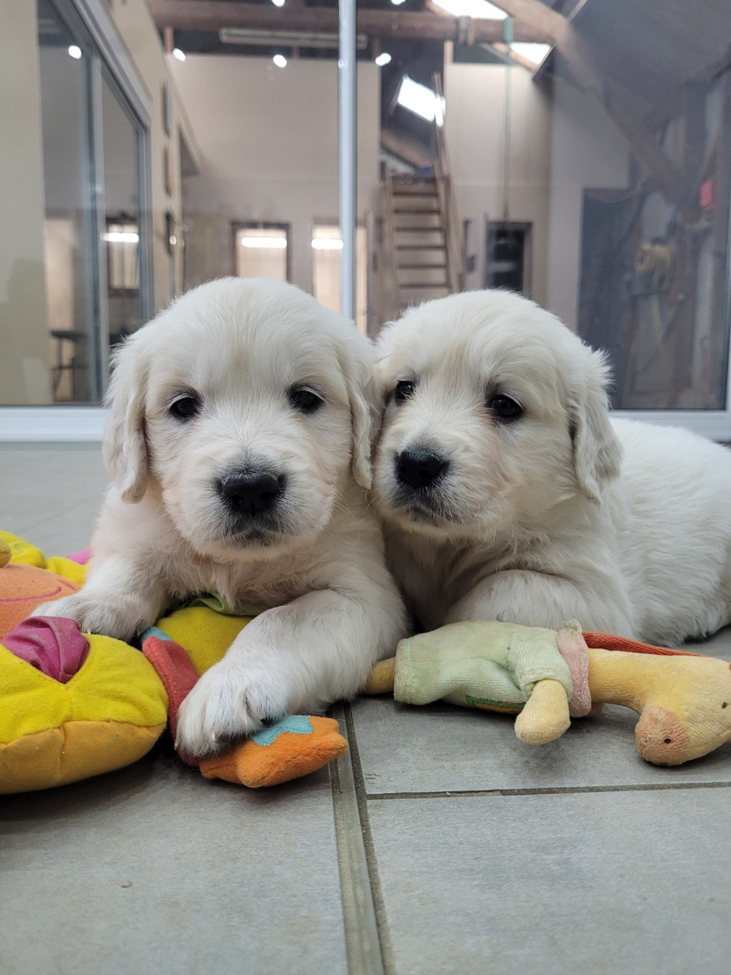 Bihan ki breizh - Chiots disponibles - Golden Retriever