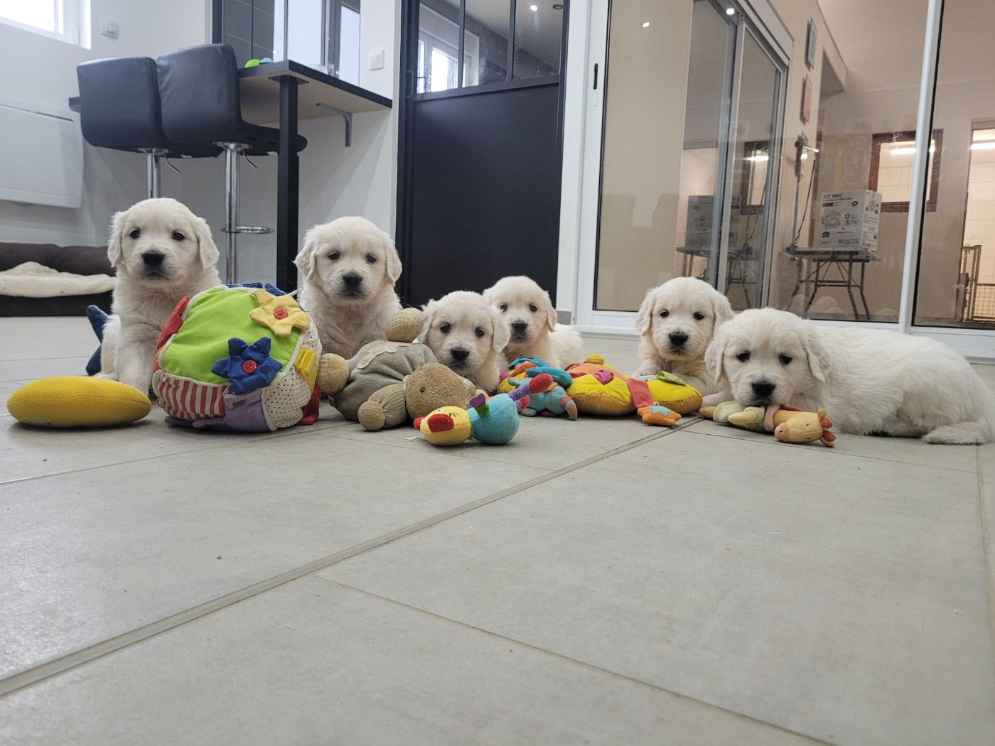 Bihan ki breizh - Golden Retriever - Portée née le 31/12/2025
