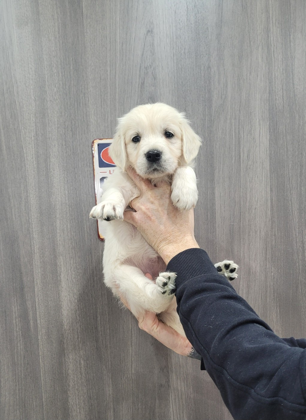 Bihan ki breizh - Chiots disponibles - Golden Retriever