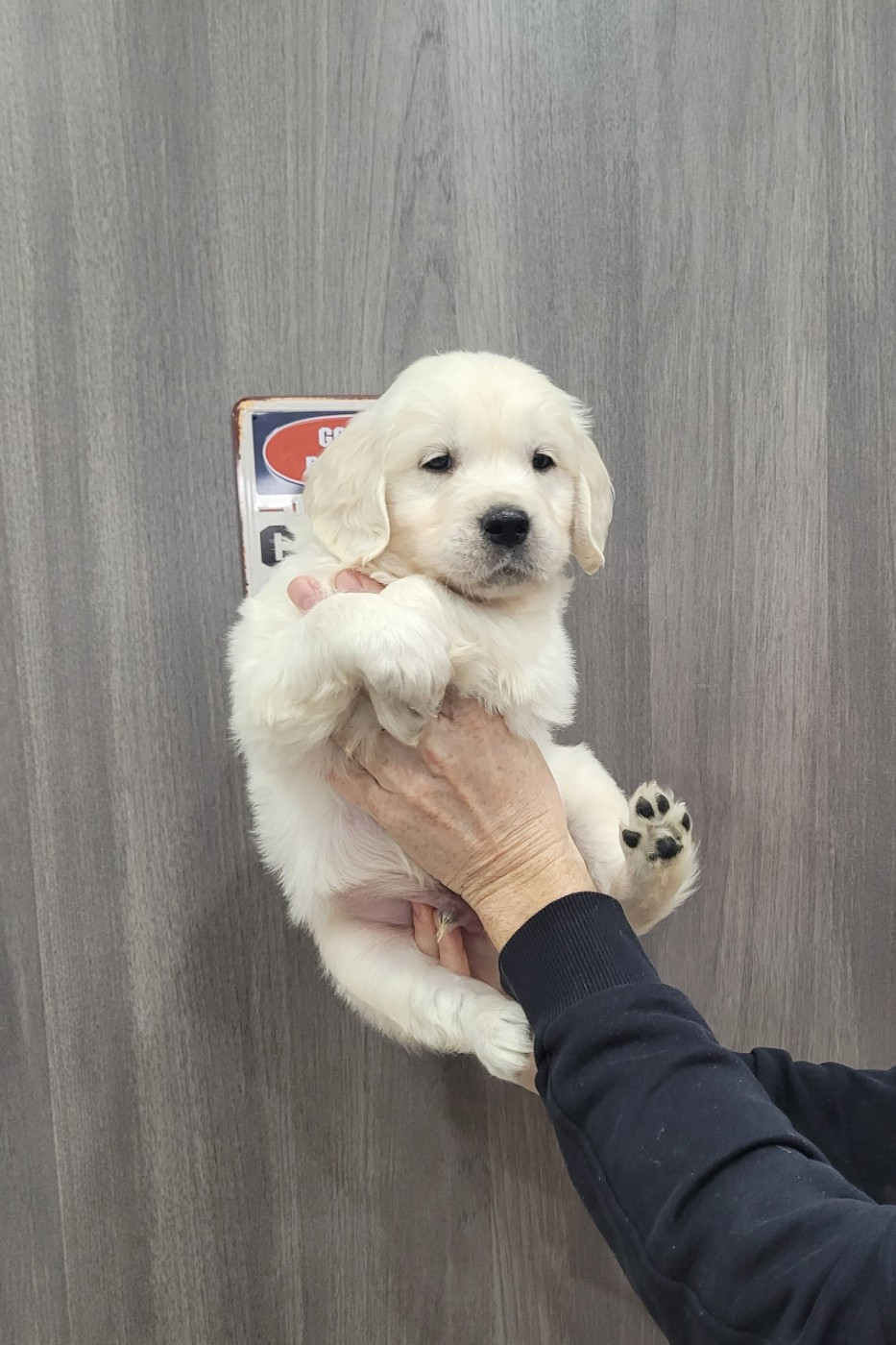 Bihan ki breizh - Chiots disponibles - Golden Retriever