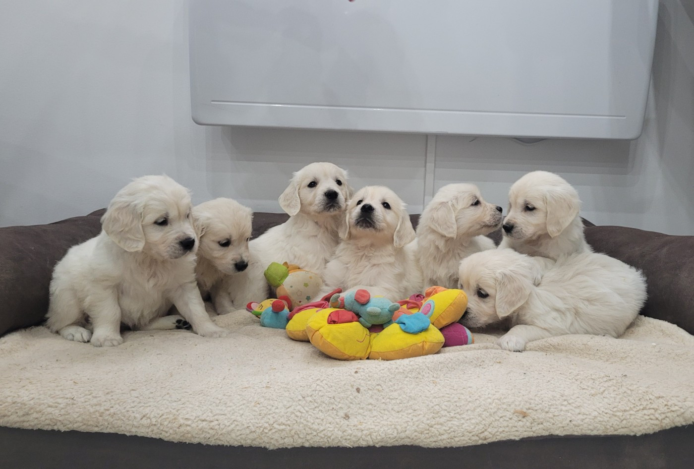 Bihan ki breizh - Golden Retriever - Portée née le 22/12/2025