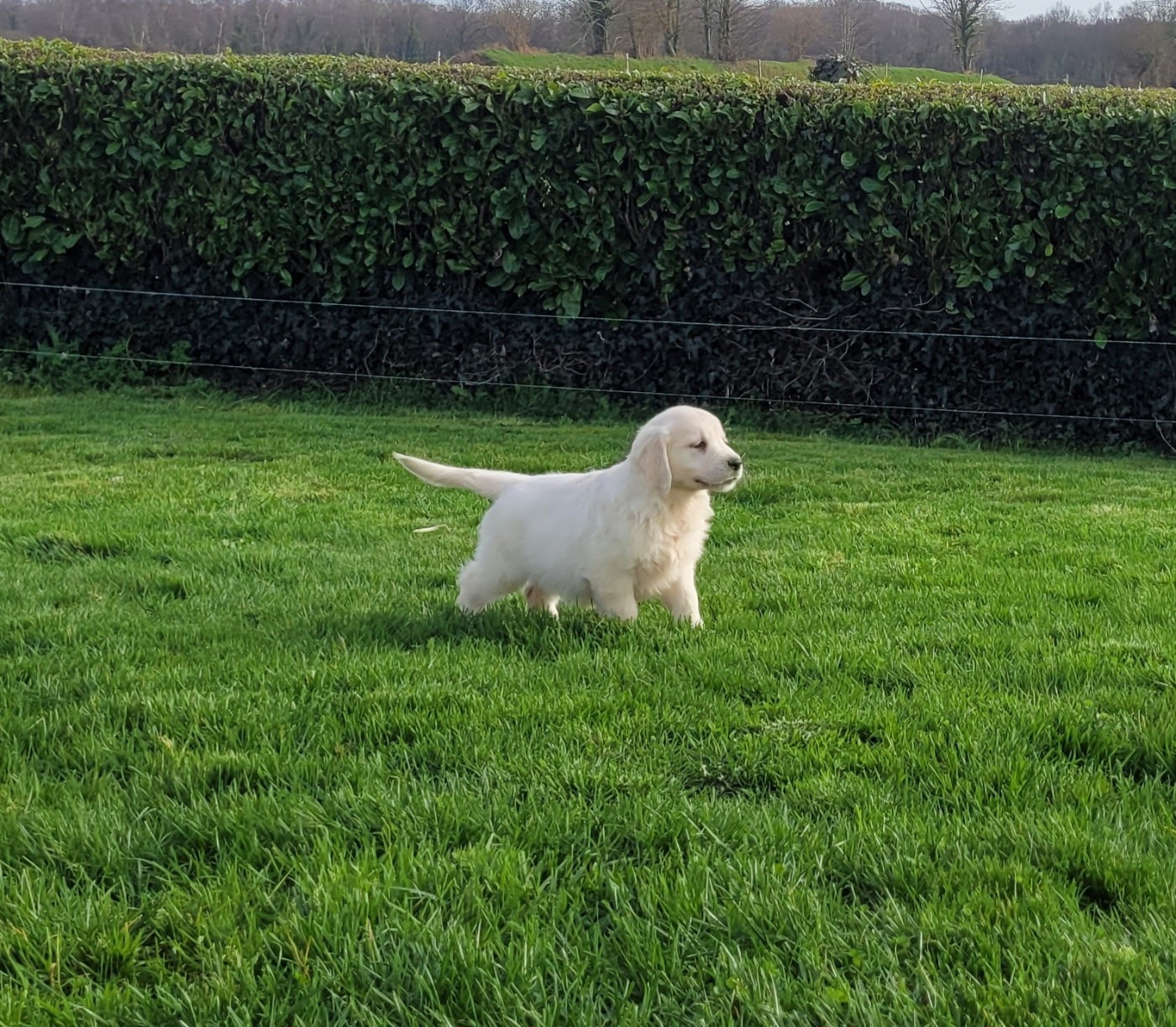 Bihan ki breizh - Chiots disponibles - Golden Retriever