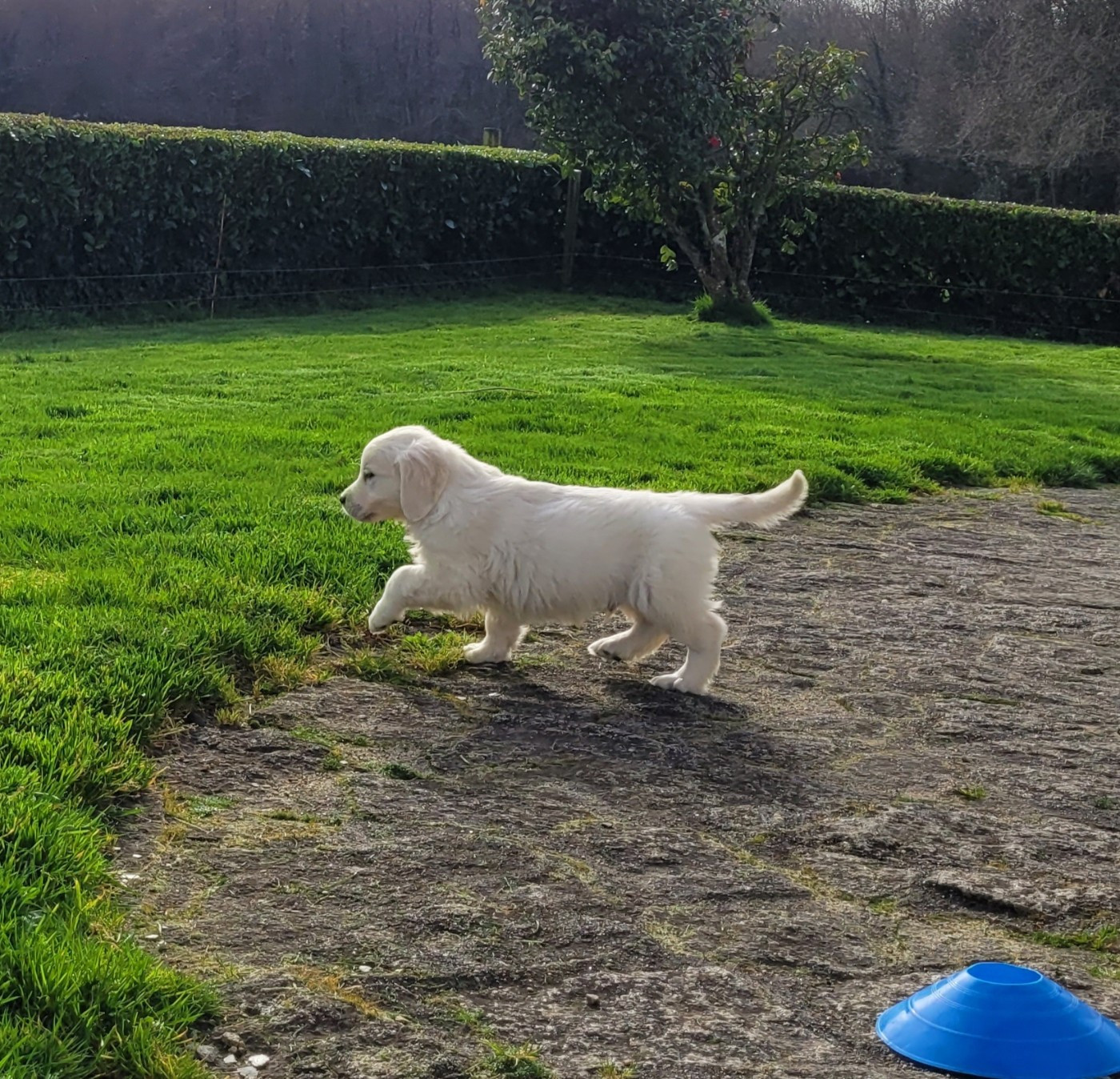 Bihan ki breizh - Chiots disponibles - Golden Retriever