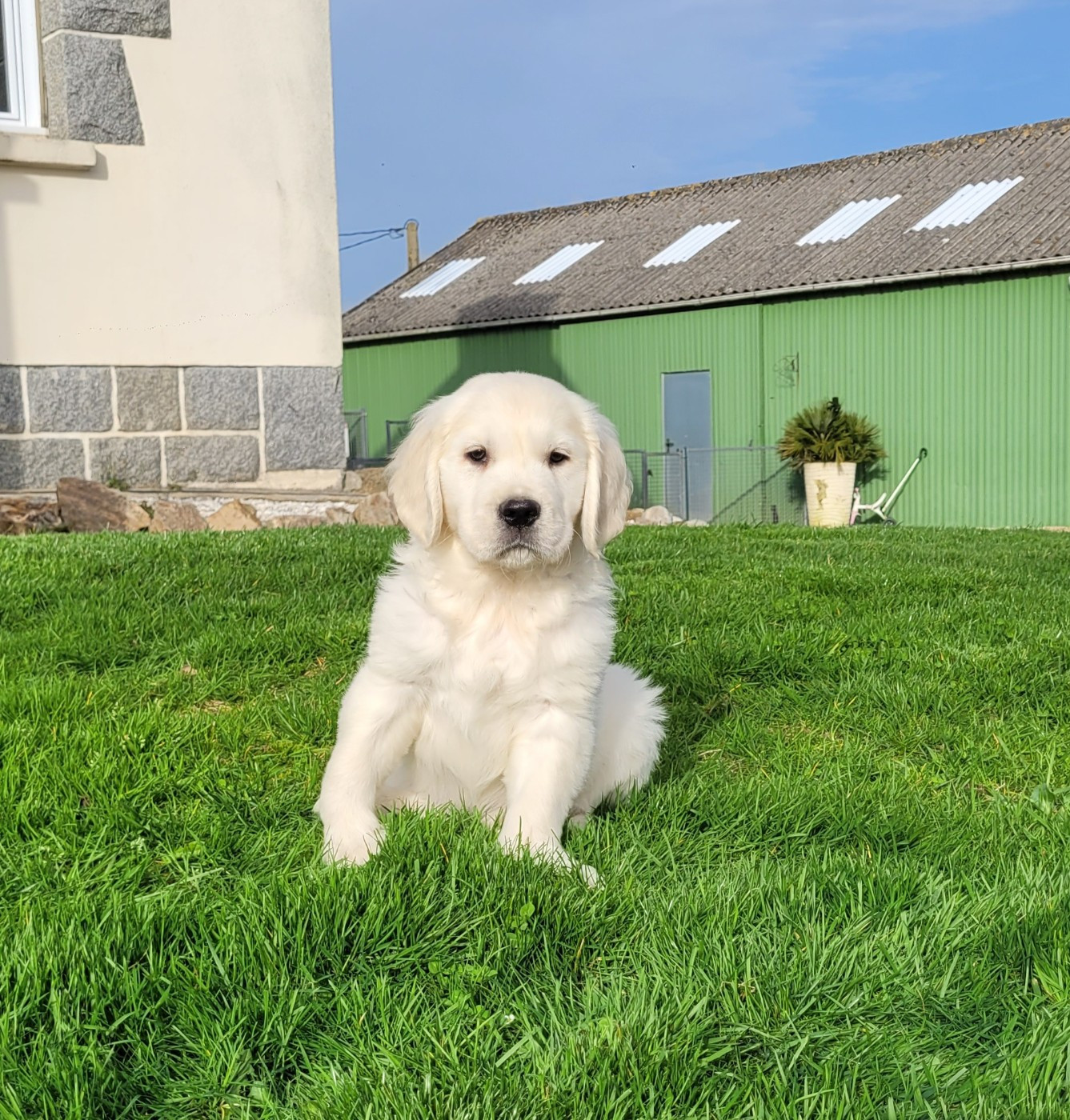 Bihan ki breizh - Chiots disponibles - Golden Retriever