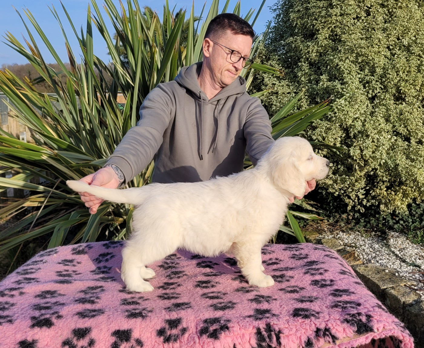 Bihan ki breizh - Chiots disponibles - Golden Retriever