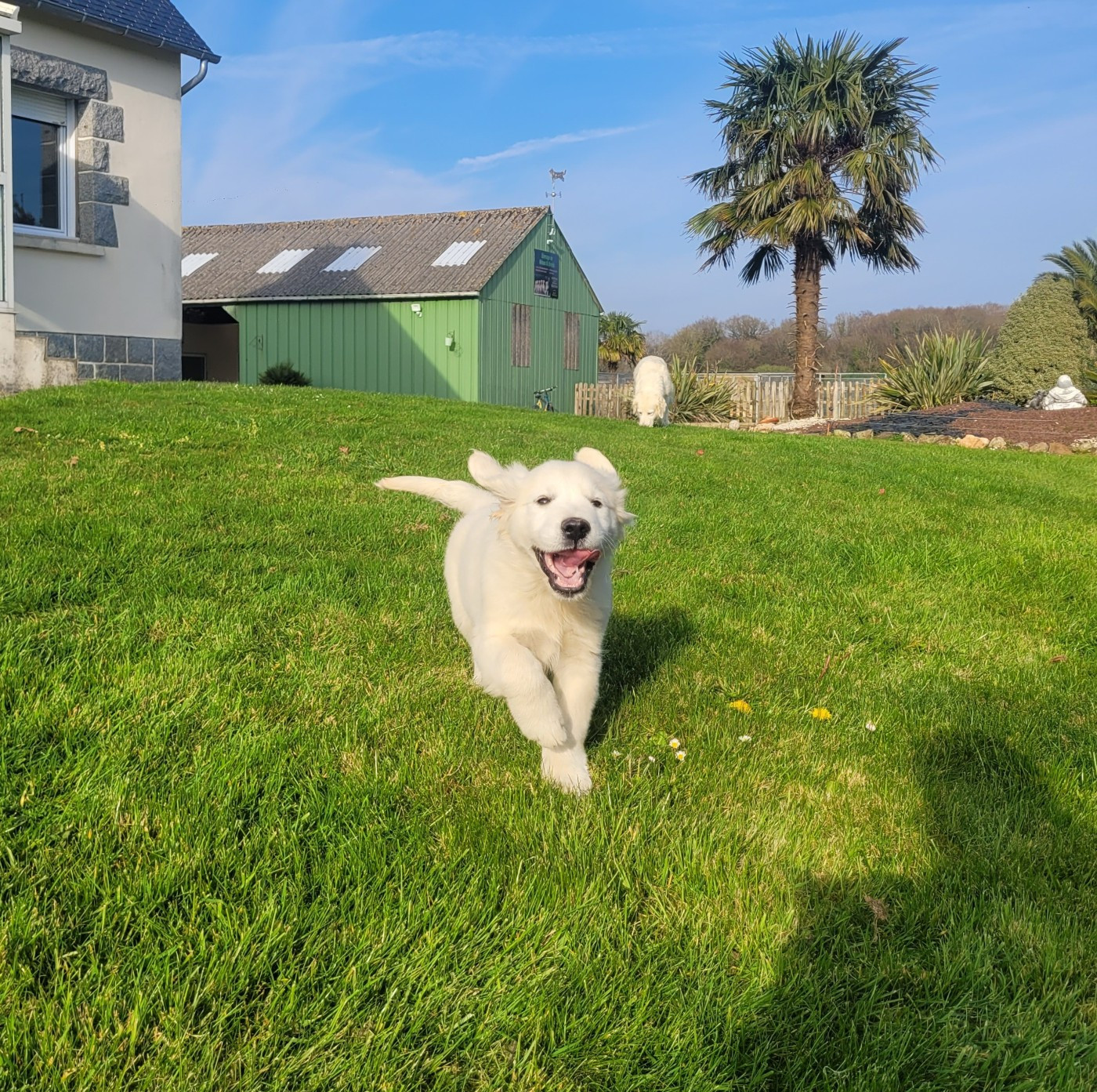 Bihan ki breizh - Chiots disponibles - Golden Retriever