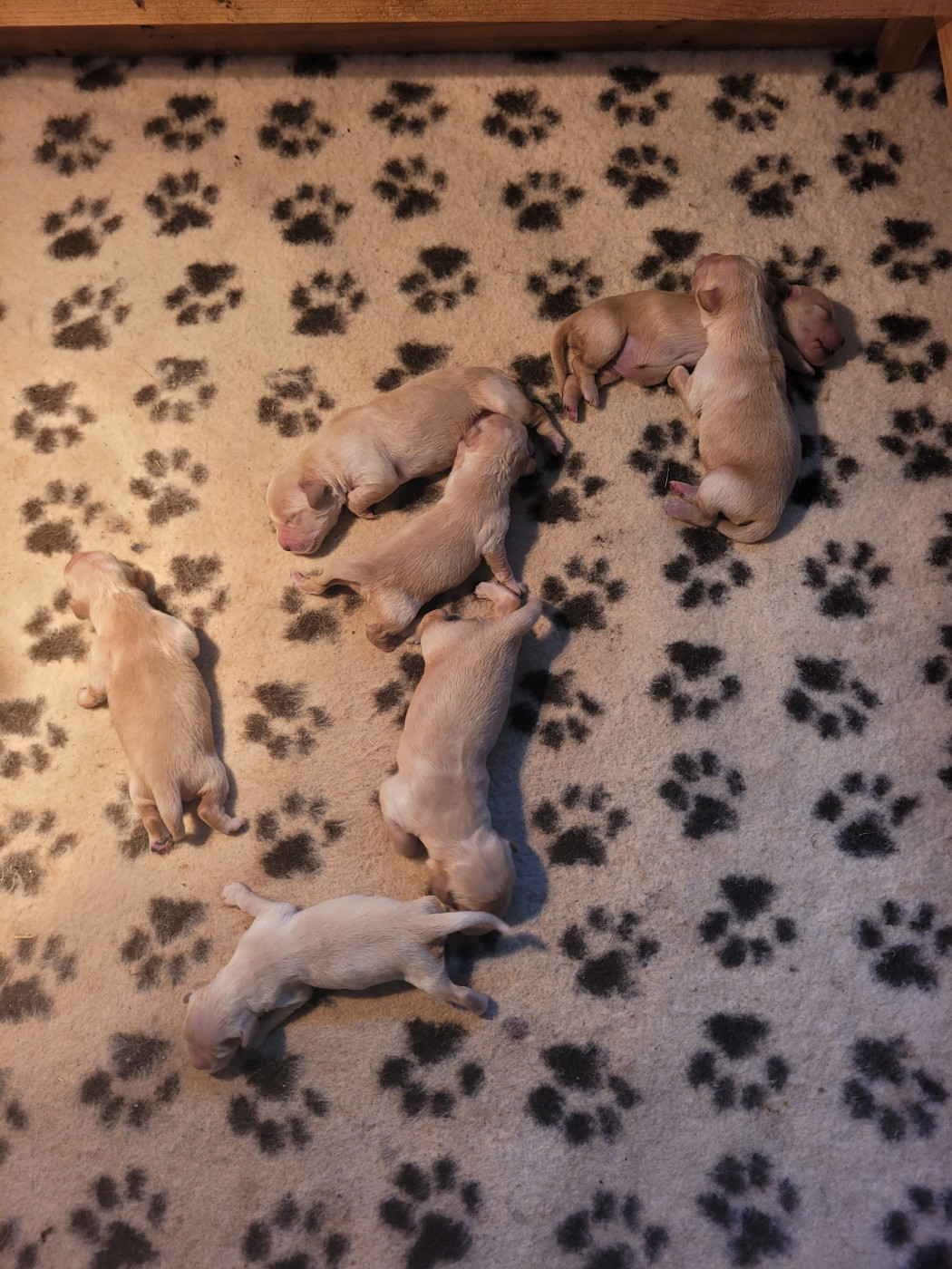 Bihan ki breizh - Chiots disponibles - Golden Retriever