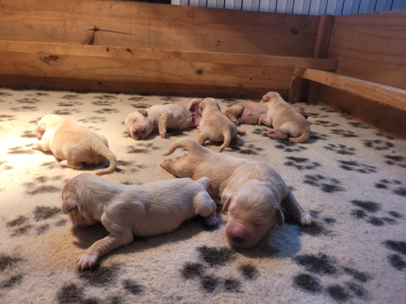 Bihan ki breizh - Chiots disponibles - Golden Retriever