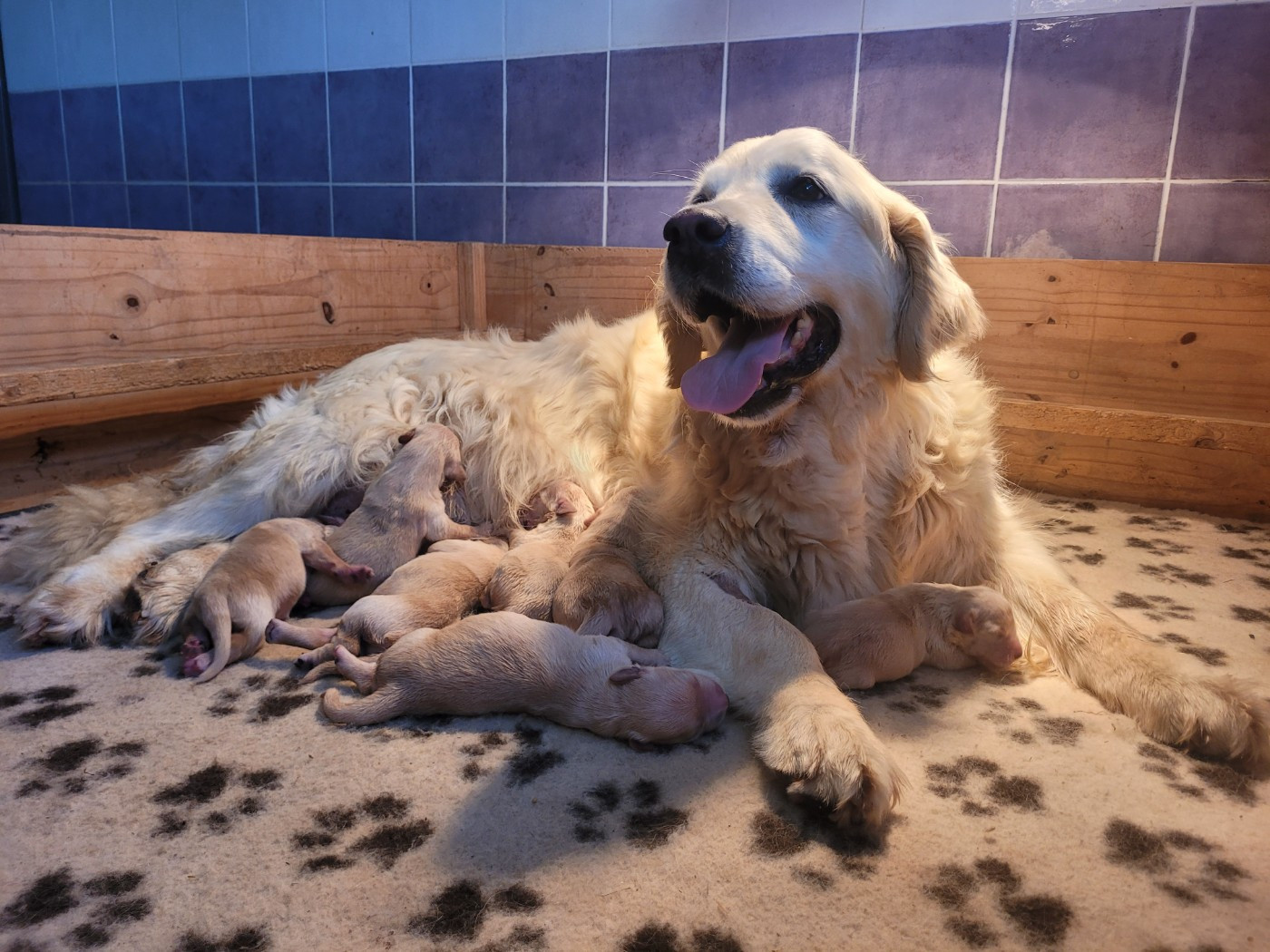 Bihan ki breizh - Chiots disponibles - Golden Retriever