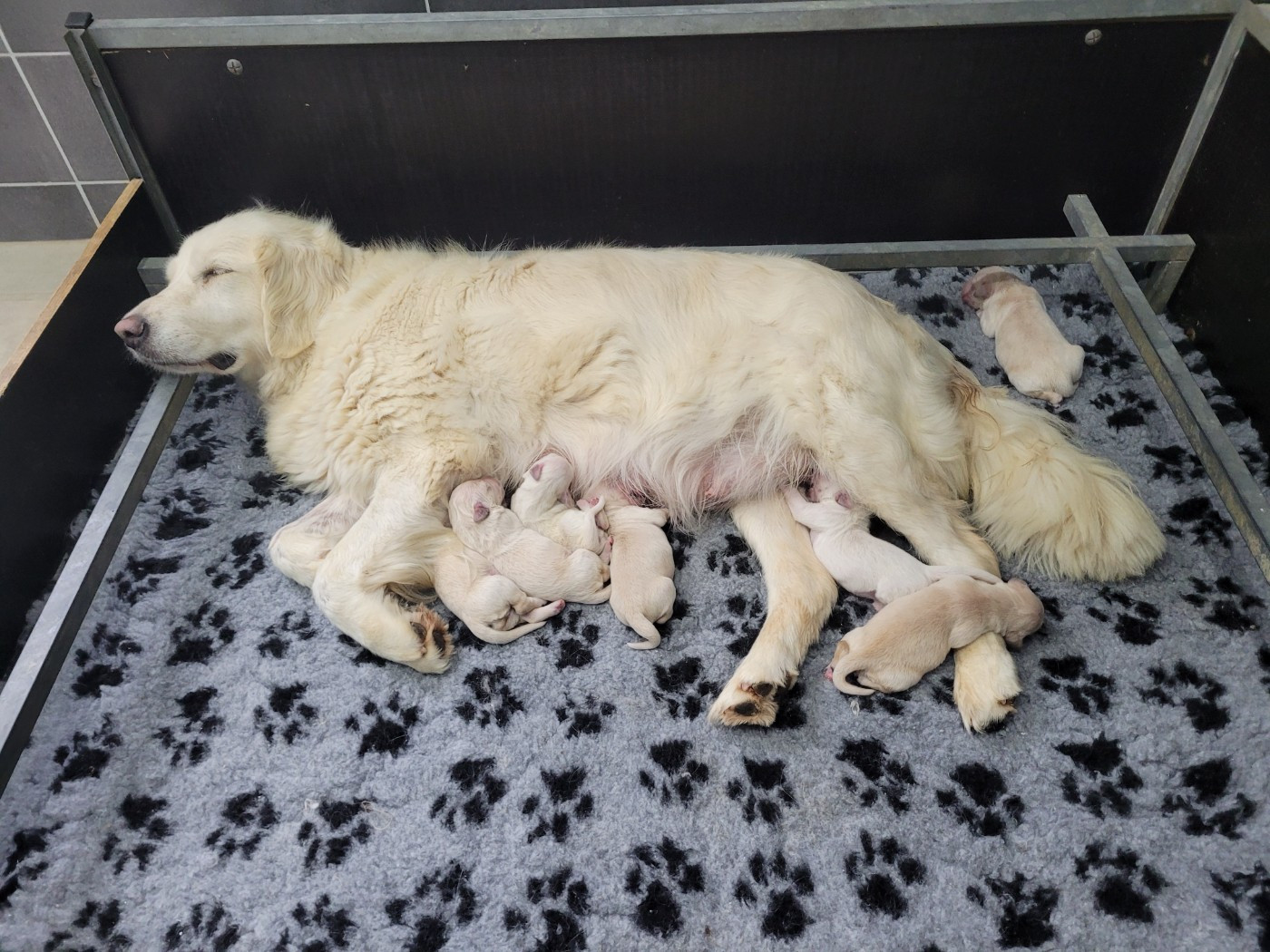 Bihan ki breizh - Chiots disponibles - Golden Retriever