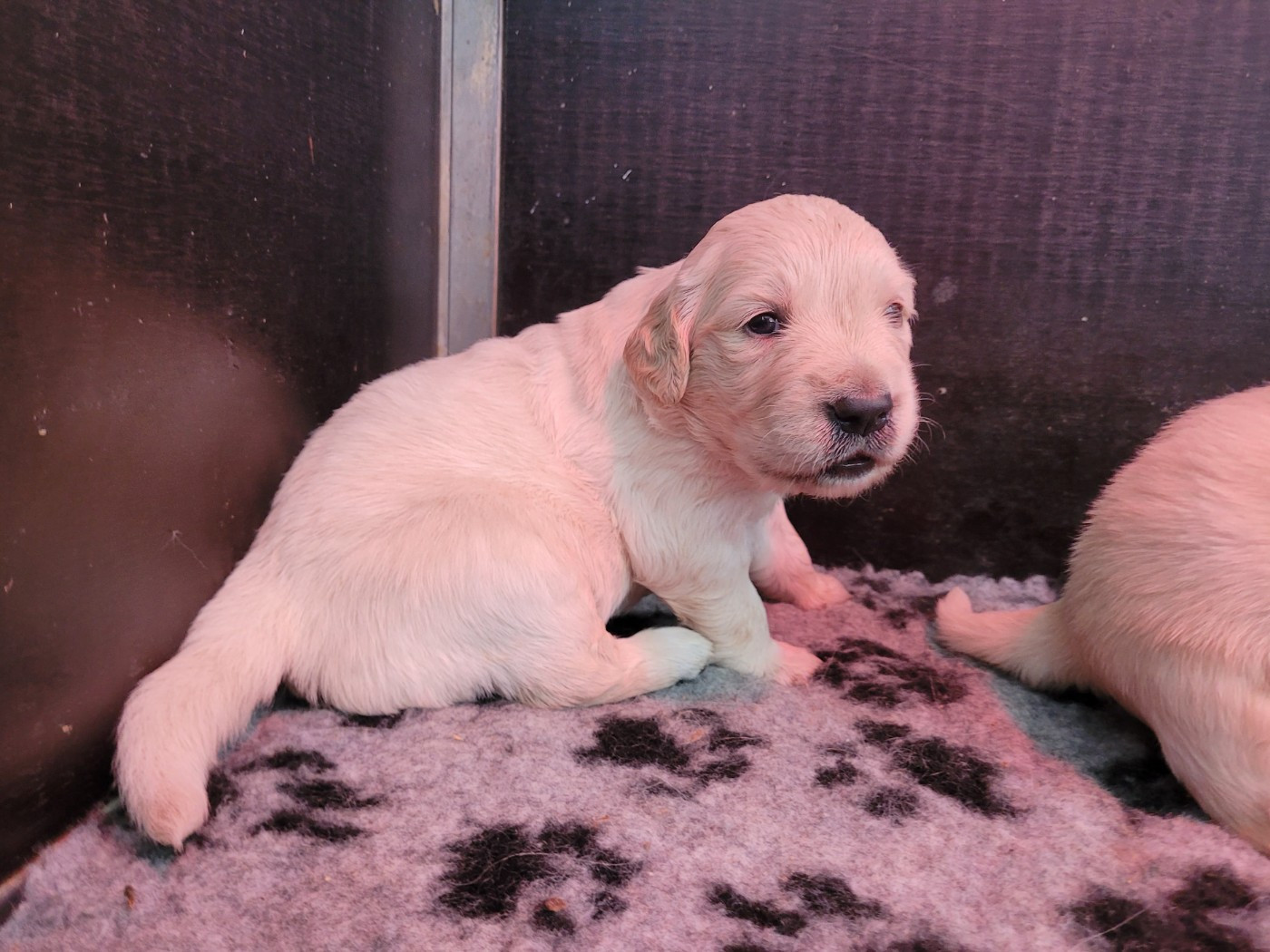 Bihan ki breizh - Chiots disponibles - Golden Retriever