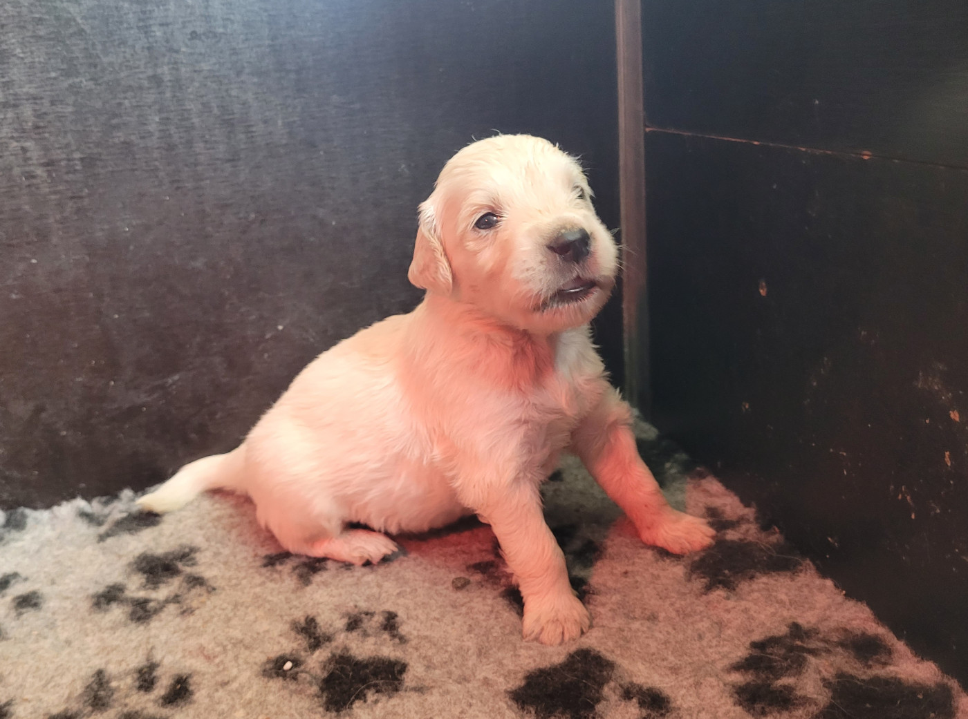 Bihan ki breizh - Chiots disponibles - Golden Retriever