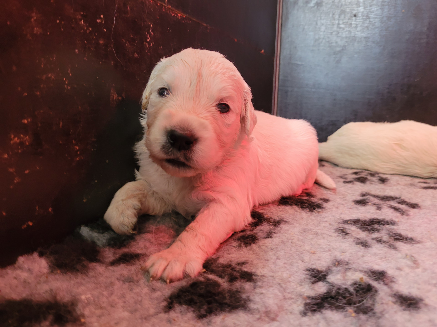 Bihan ki breizh - Chiots disponibles - Golden Retriever