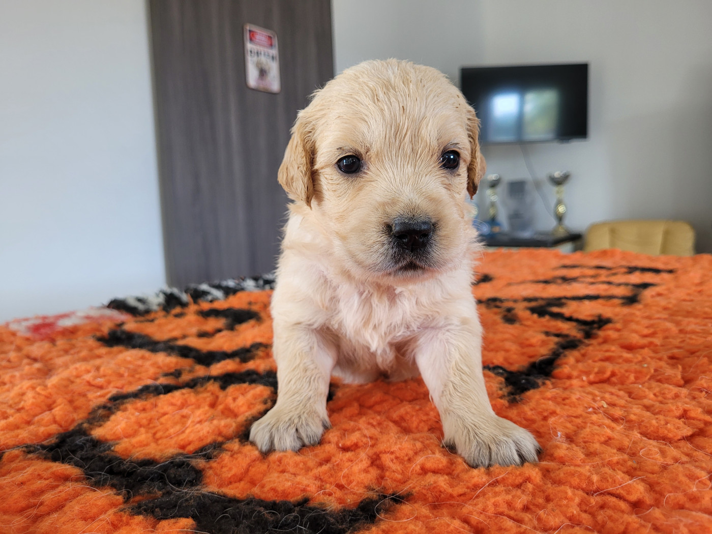 Bihan ki breizh - Chiots disponibles - Golden Retriever