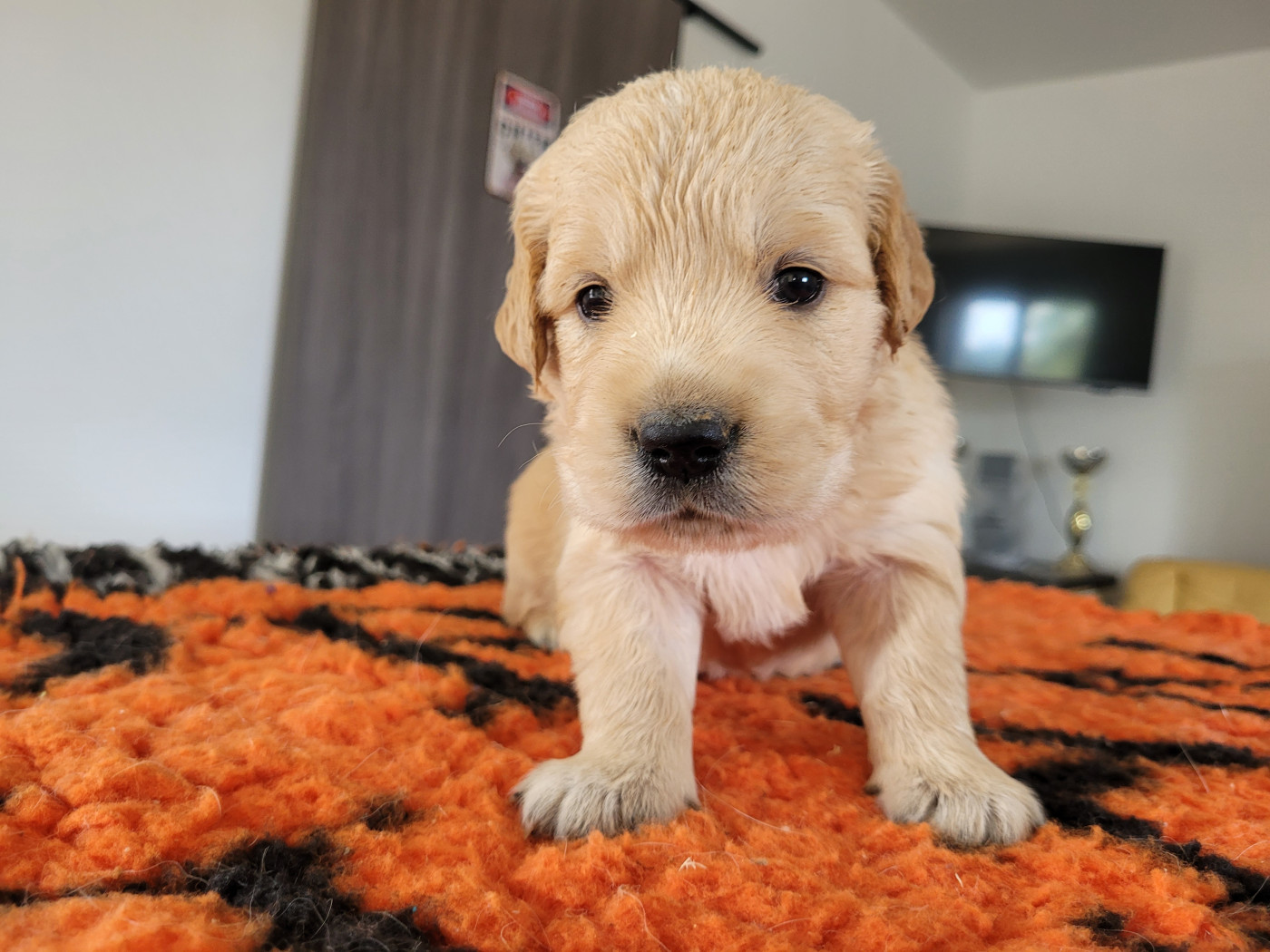 Bihan ki breizh - Chiots disponibles - Golden Retriever
