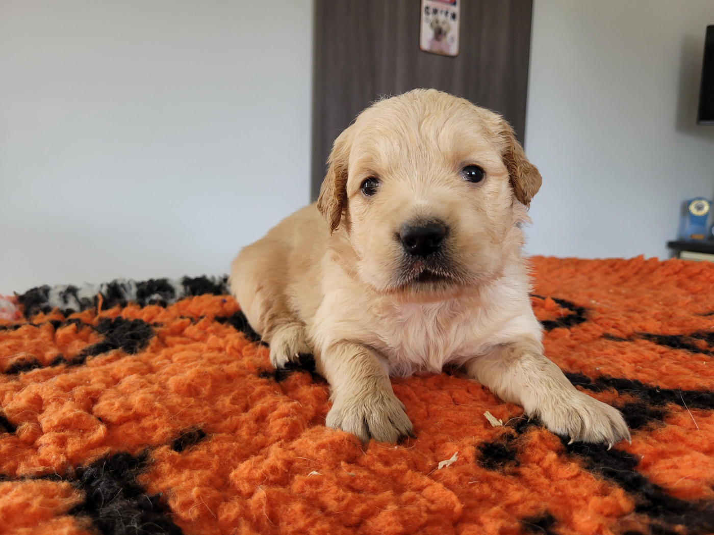 Bihan ki breizh - Chiots disponibles - Golden Retriever
