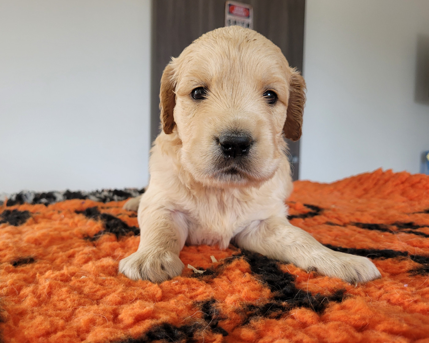 Bihan ki breizh - Chiots disponibles - Golden Retriever