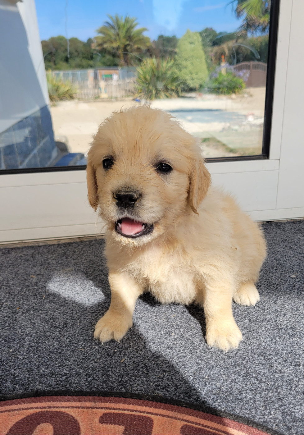 Bihan ki breizh - Golden Retriever - Portée née le 22/06/2026