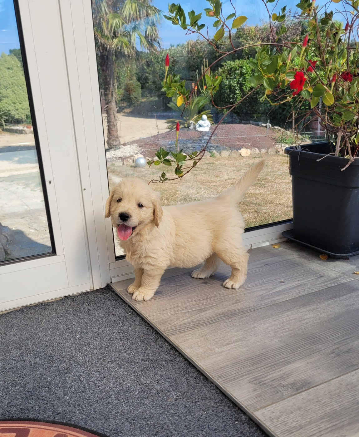 Bihan ki breizh - Chiots disponibles - Golden Retriever