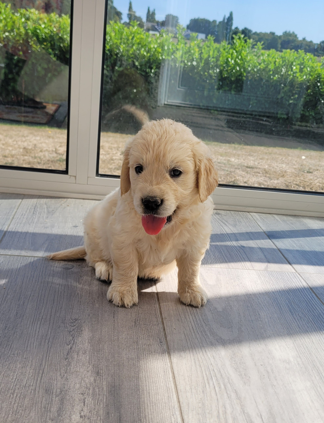 Bihan ki breizh - Chiots disponibles - Golden Retriever