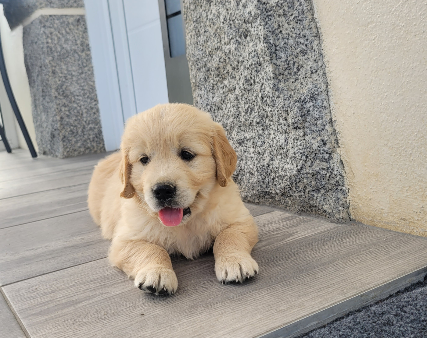 Bihan ki breizh - Chiots disponibles - Golden Retriever