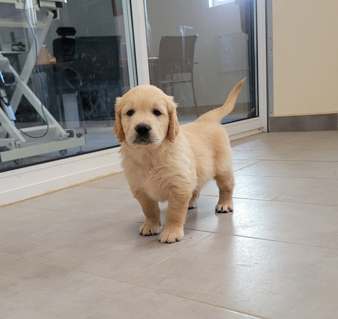 Bihan ki breizh - Chiots disponibles - Golden Retriever