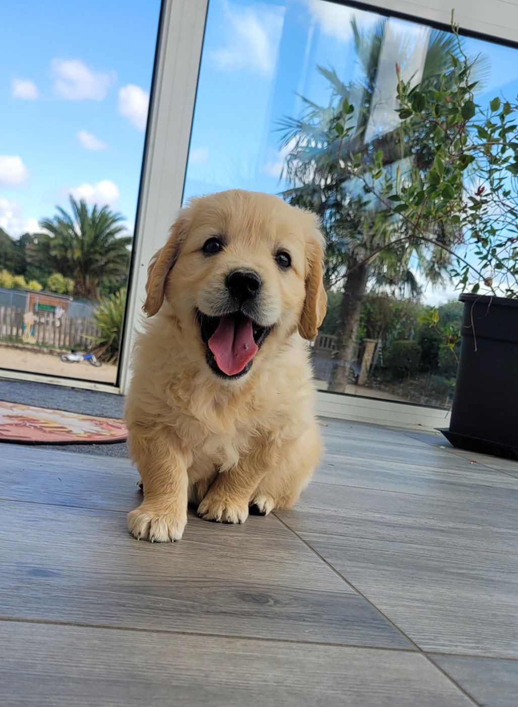 Bihan ki breizh - Chiots disponibles - Golden Retriever