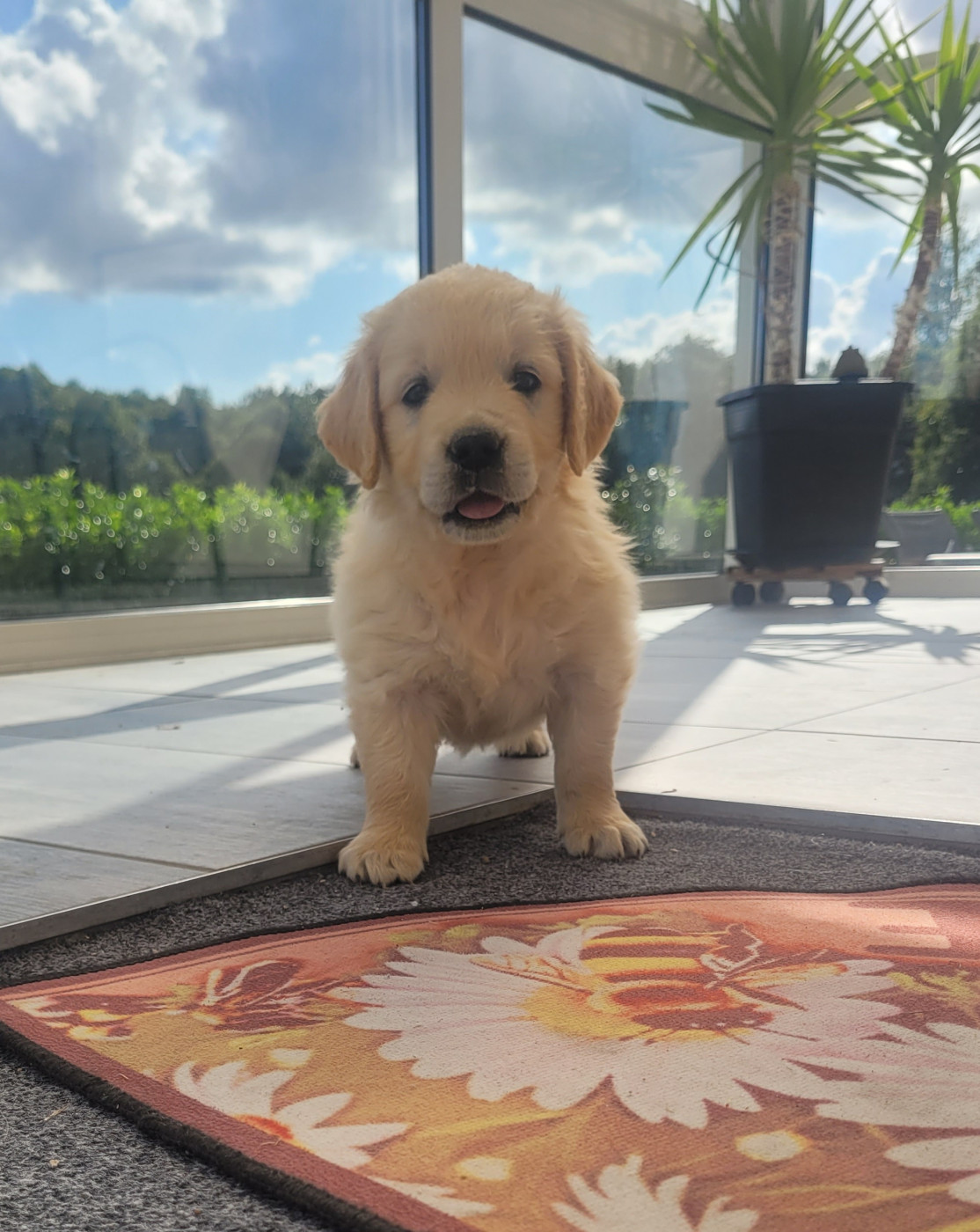 Bihan ki breizh - Chiots disponibles - Golden Retriever