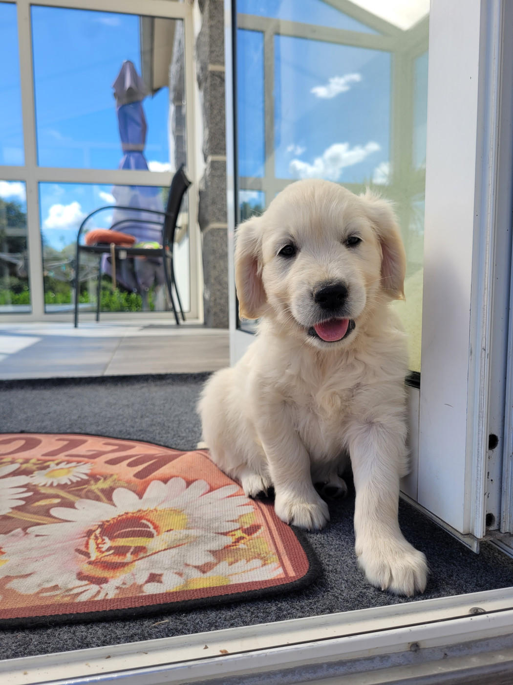 Bihan ki breizh - Chiots disponibles - Golden Retriever