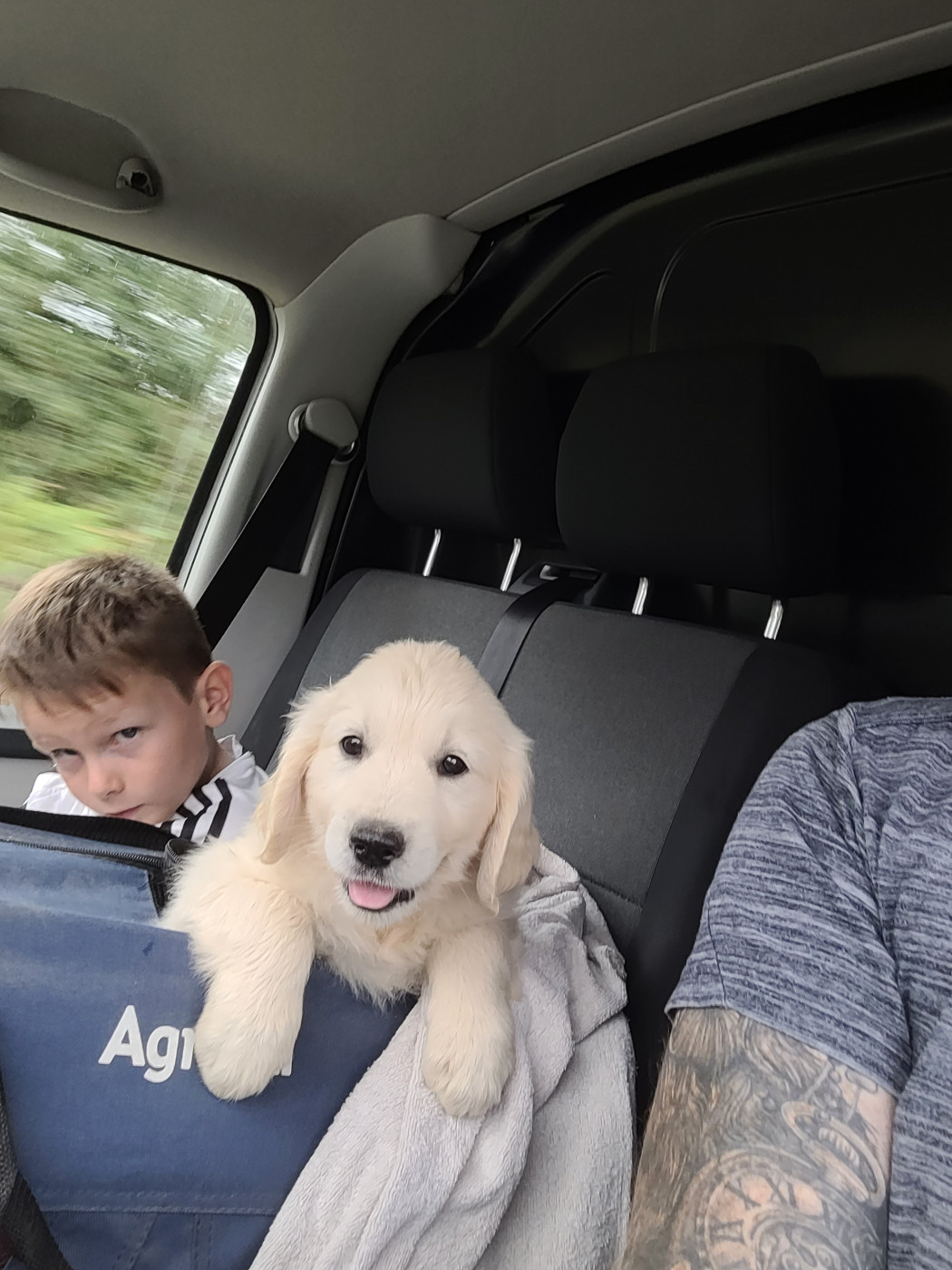 Bihan ki breizh - Chiots disponibles - Golden Retriever