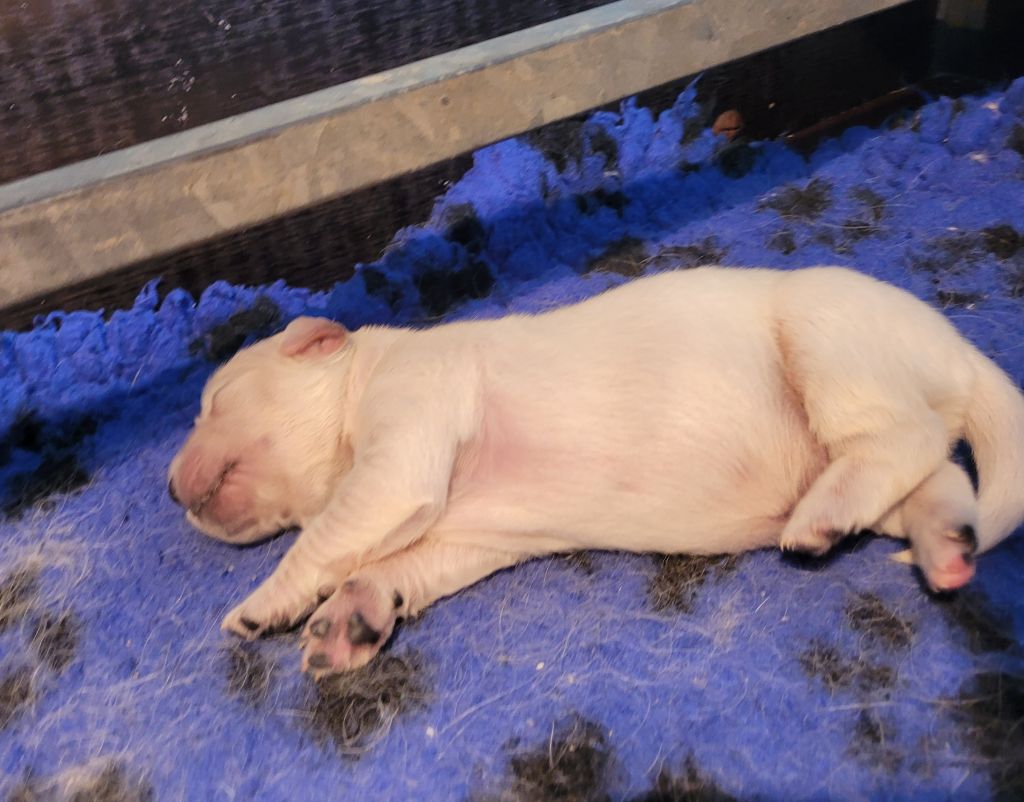 Bihan ki breizh - Chiots disponibles - Golden Retriever