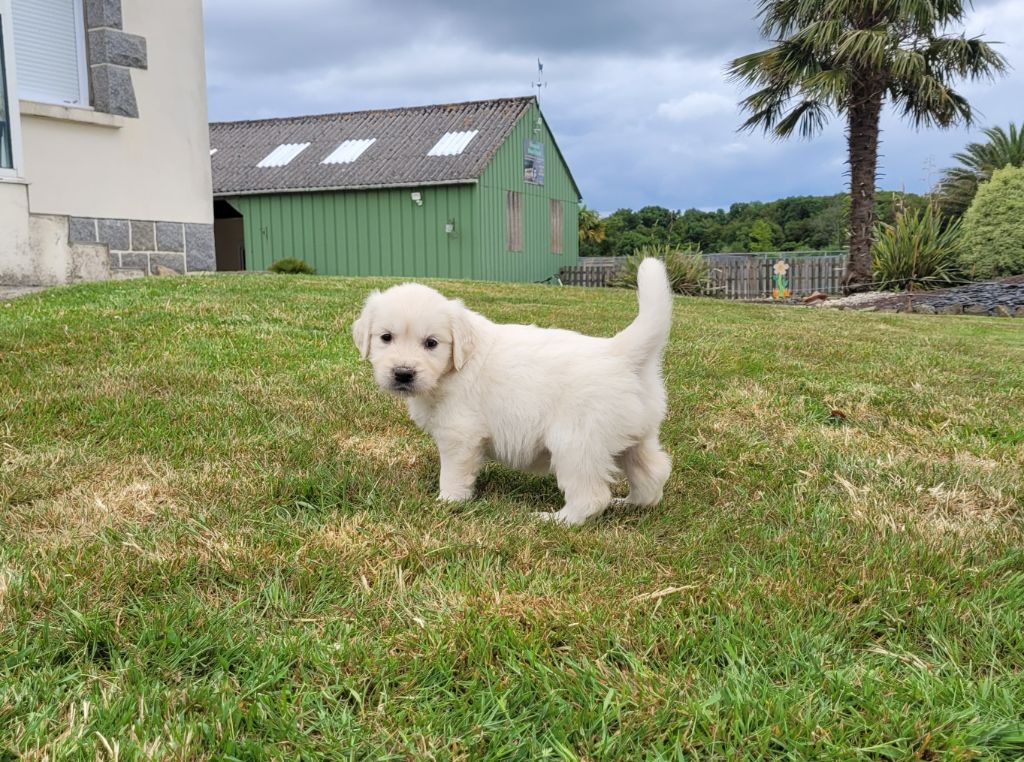 Bihan ki breizh - Chiots disponibles - Golden Retriever
