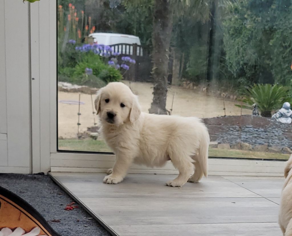 Bihan ki breizh - Chiots disponibles - Golden Retriever