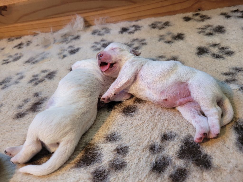 Bihan ki breizh - Chiots disponibles - Golden Retriever